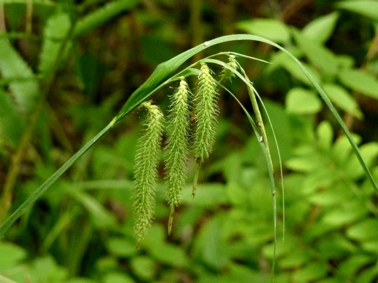 {Carex crinita}